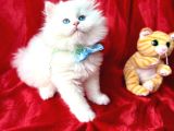 Kaliteli British Longhair Bebek Arayanlara