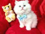 Kaliteli British Longhair Bebek Arayanlara