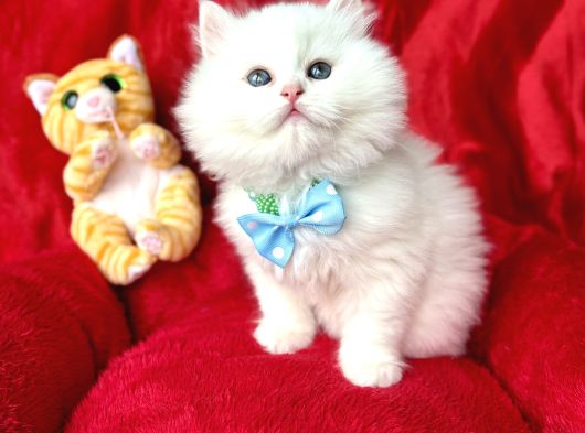 Kaliteli British Longhair Bebek Arayanlara görsel