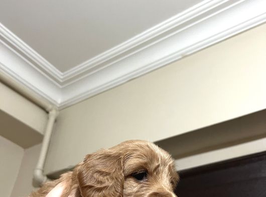 Cockapoo Yavrular görsel