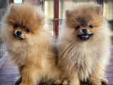 Çiftlikten A Kalite Pomeranian Boo Tüm Renkler Teddy Bear