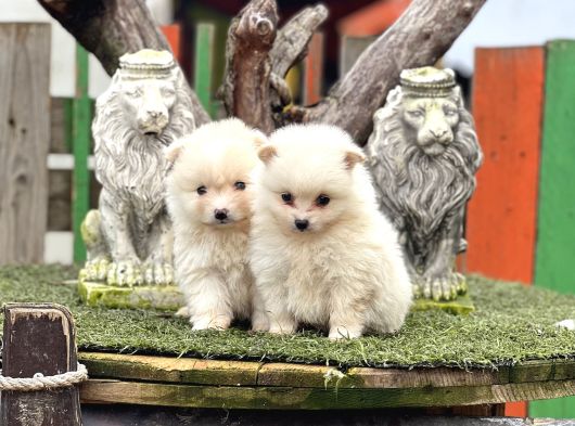 Pomerian Boo Bebekler görsel