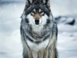 Wolfdog Yavruları
