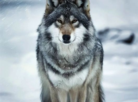 Wolfdog Yavruları görsel