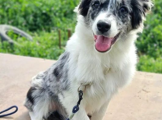 Eğitim Okulundan Border Collie Yavruları görsel