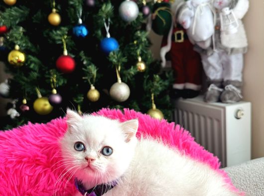 British Shorthair Bluepoint Silver Point görsel
