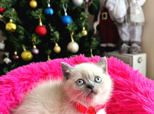 British Shorthair Bluepoint Silver Point