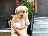 Bebek Surat Açık Ve Koyu Renk Maltipoo Yavrular