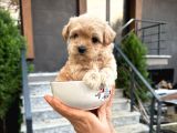 Bebek Surat Açık Ve Koyu Renk Maltipoo Yavrular