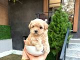 Bebek Surat Açık Ve Koyu Renk Maltipoo Yavrular