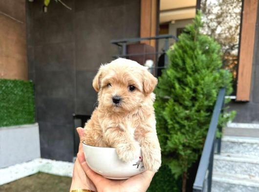 Bebek Surat Açık Ve Koyu Renk Maltipoo Yavrular görsel