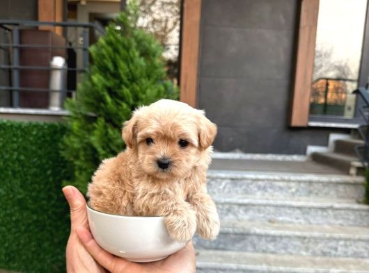 Bebek Surat Açık Ve Koyu Renk Maltipoo Yavrular
