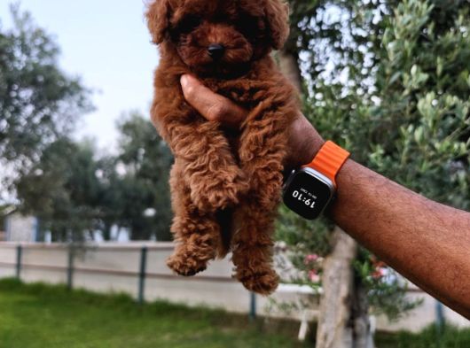 Rengarenk Micro Teacup Ve Toy Yavrular görsel