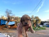 3 Kg Garantili Malitpo Bebekler