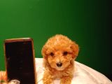 Maltipoo