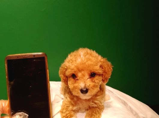 Maltipoo görsel