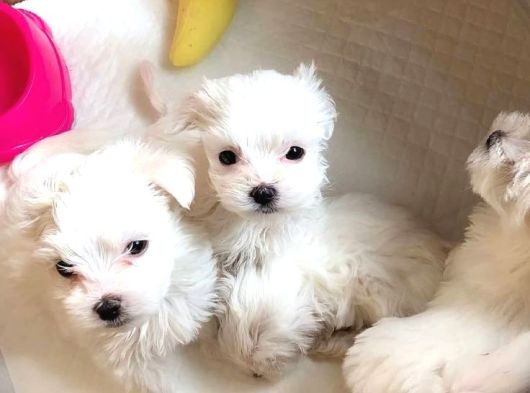 Teacup Büyümeyen Kore Maltese Bebekler