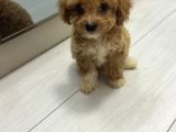 Maltipoo