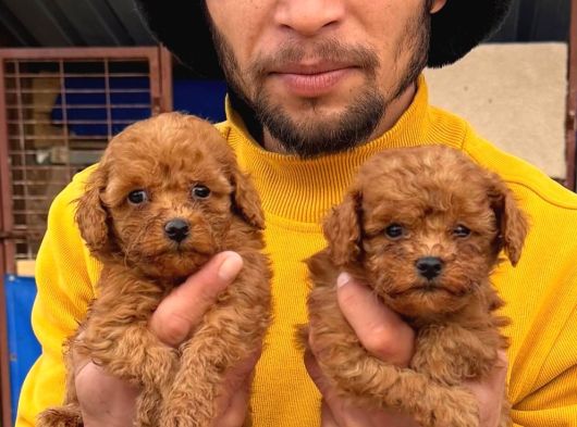 Toy Poodle Yavrularımız Sızın Içın görsel