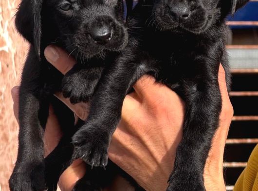 Safkan Labrador Yavrularımız görsel