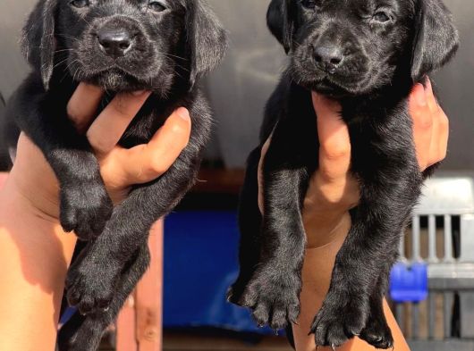 Safkan Labrador Yavrularımız görsel