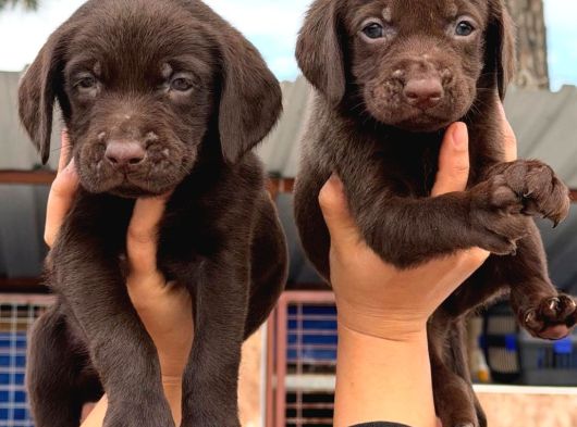 Safkan Labrador Yavrularımız görsel