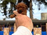 Gerçek Kore Poodle Yavrularımız