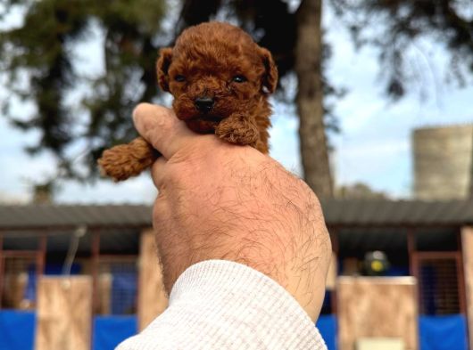 Gerçek Kore Poodle Yavrularımız görsel