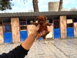 Gerçek Kore Poodle Yavrularımız