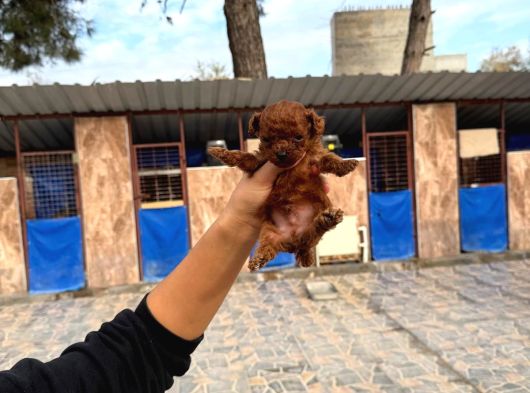 Gerçek Kore Poodle Yavrularımız görsel
