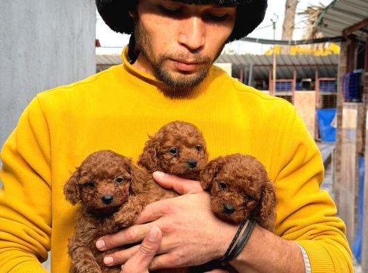 Toy Poodle Yavrularımız Sızın Içın