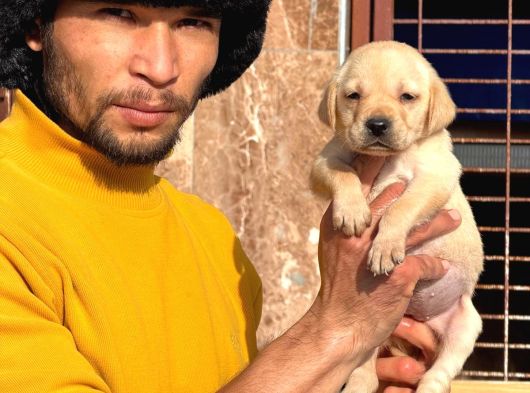 Safkan Labrador Yavrularımız görsel