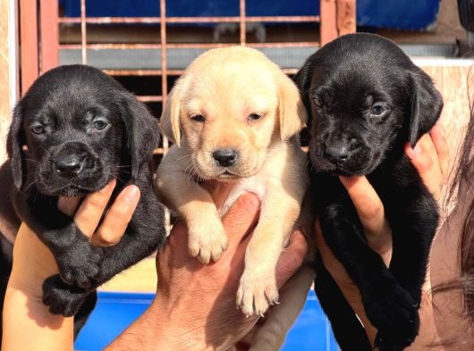 Safkan Labrador Yavrularımız