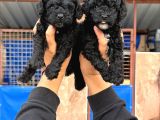 Sıyah tıcap poodle bebişler