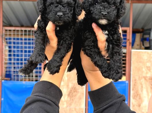 Sıyah Tıcap Poodle Bebişler görsel