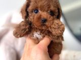Kore Teacup Babadan Teacup Poodle Bebekler