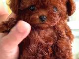 Kore Teacup Babadan Teacup Poodle Bebekler