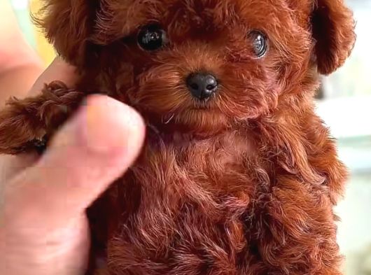 Kore Teacup Babadan Teacup Poodle Bebekler görsel