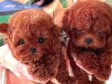Kore Teacup Babadan Teacup Poodle Bebekler