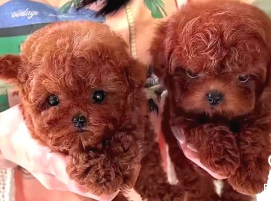 Kore Teacup Babadan Teacup Poodle Bebekler görsel