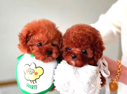 Kore teacup babadan teacup poodle bebekler