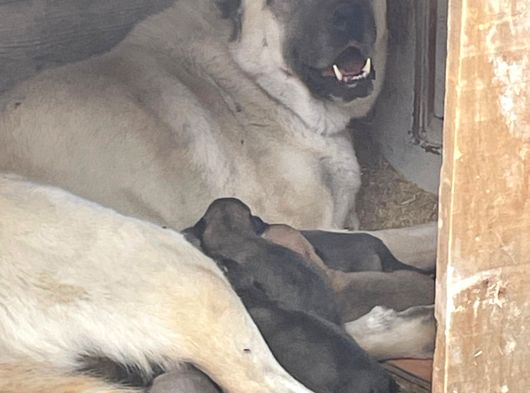 Kangal Sivasdan Alınır  Orjinal görsel