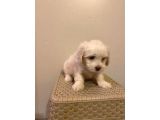 A Kalite Maltipoo Yavrularım