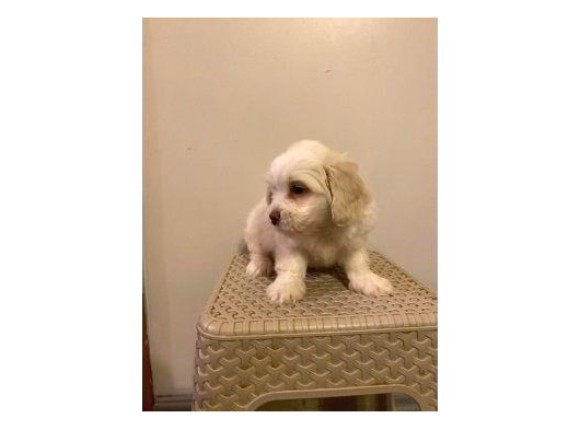 A Kalite Maltipoo Yavrularım görsel