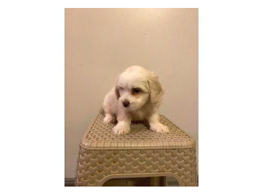 A Kalite Maltipoo Yavrularım görsel