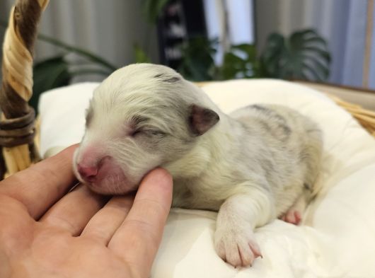 Harika Border Collie Yavrular görsel