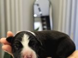 Harika Border Collie Yavrular