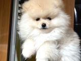 Pomeranian Ayıcık Yavrumuz Teacup Kg Garantili