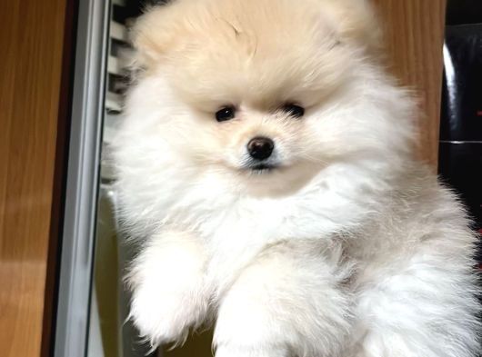 Pomeranian Ayıcık Yavrumuz Teacup Kg Garantili görsel