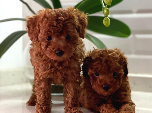Adana_Petclup görsel